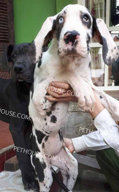 Chó Great Dane đen trắng mã GDN770