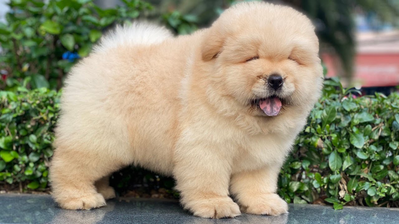 Cần bổ sung Canxi cho chó Chow Chow