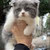 Mèo Anh Lông Ngắn Chân Lùn Bicolor mã ALN1022