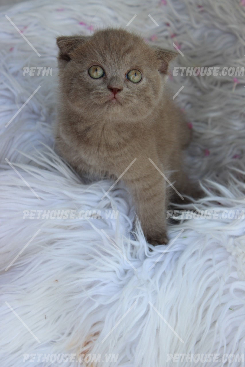 Mèo Anh Lông Ngắn màu Lilac mã ALN996