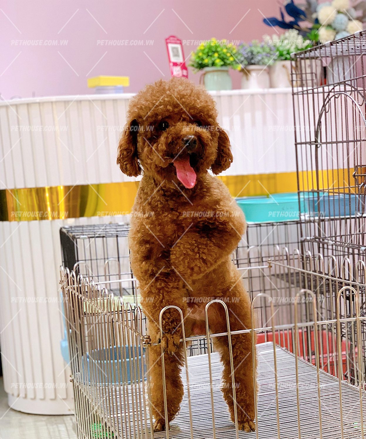 Chó Poodle nâu đỏ size toy mã PS977
