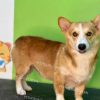 Chó Corgi trưởng thành vàng mã CG860