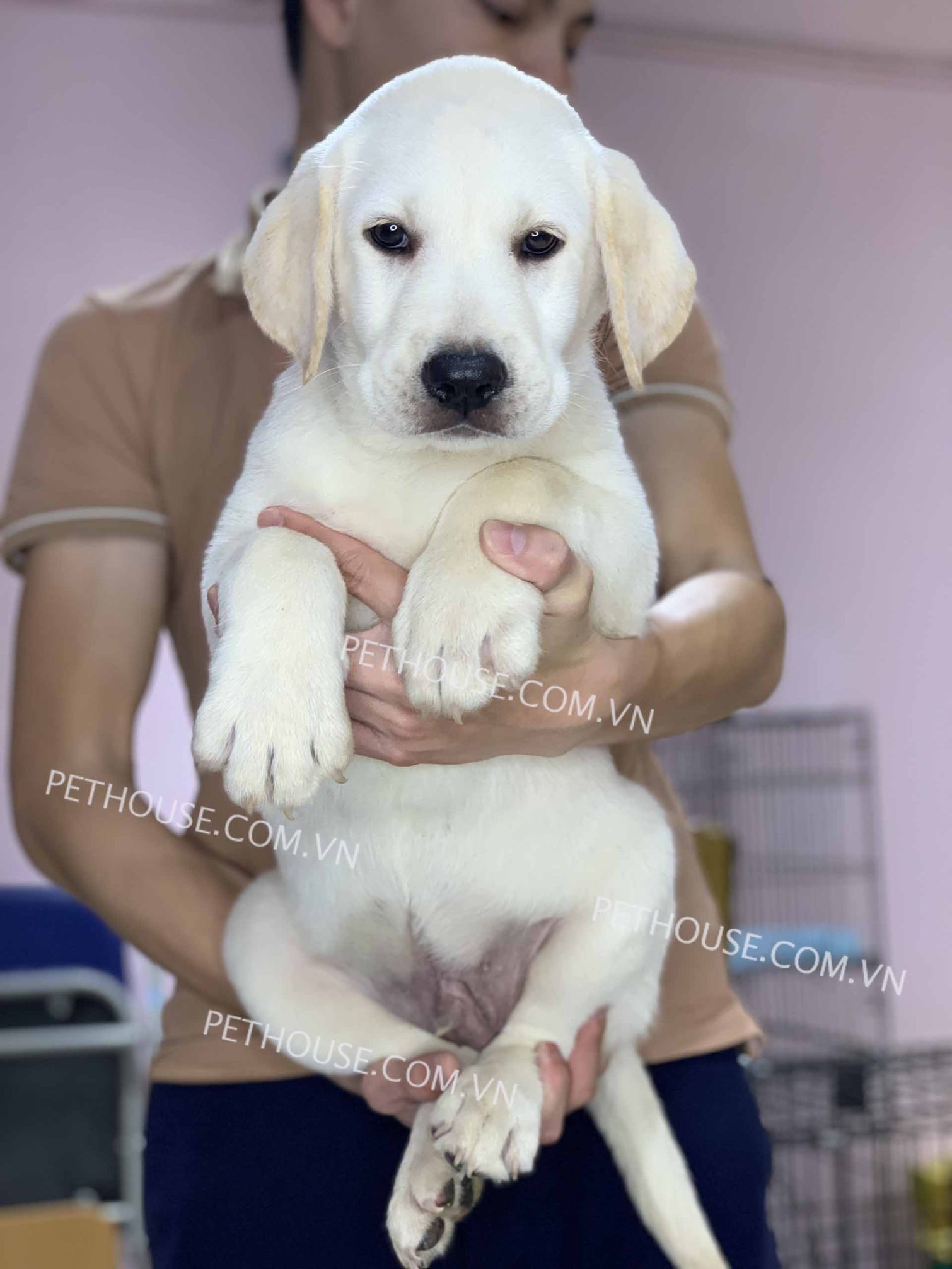 Chó Labrador Vip vàng kim mã LB846