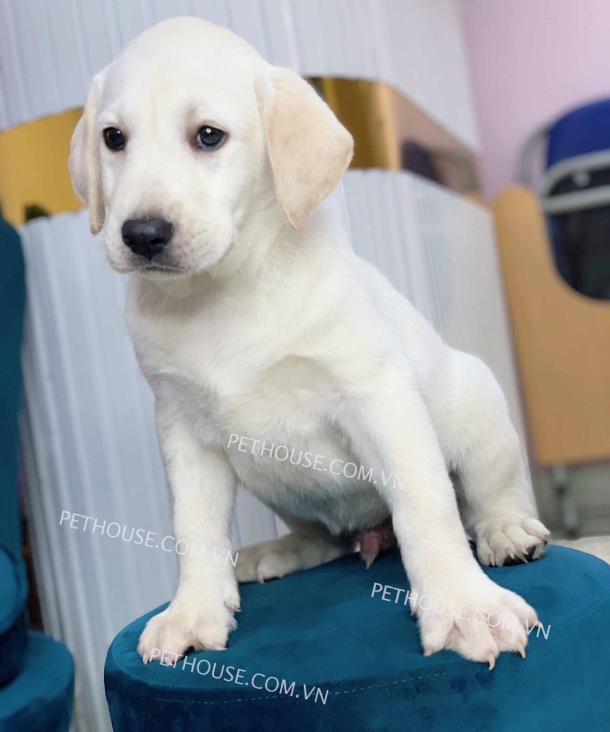 Chó Labrador trắng mã LB834