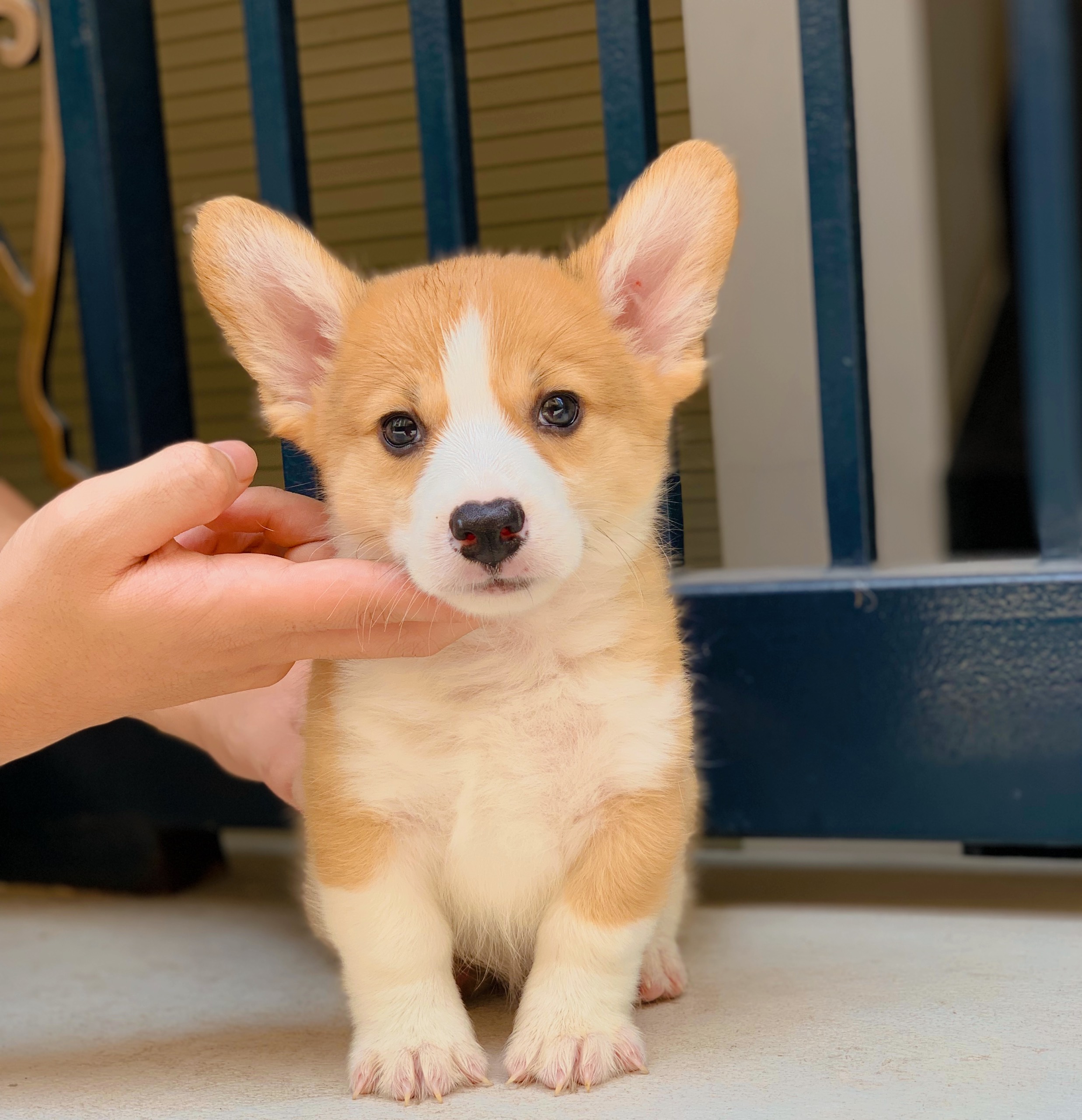 1 corgi 1115