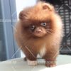 Chó Phốc Sóc cực chất