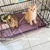 Mèo anh lông ngắn cưng xỉu
