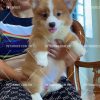 Corgi đáng yêu