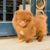 Phốc sóc nhí nhảnh