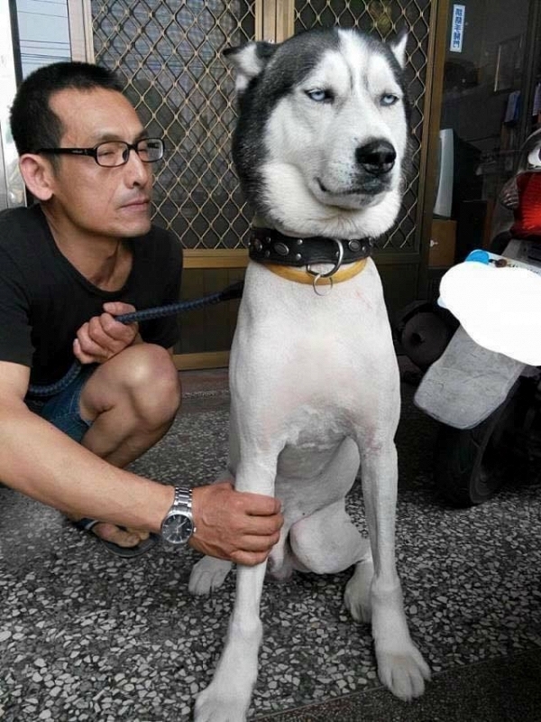 Cạo trụi lông của bé cún