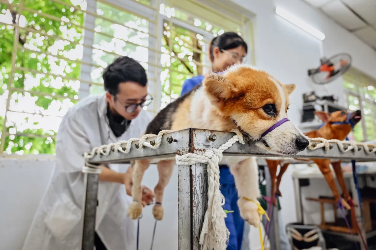Hình ảnh châm cứu cho chó đễ chữa bệnh tai biến ở chó