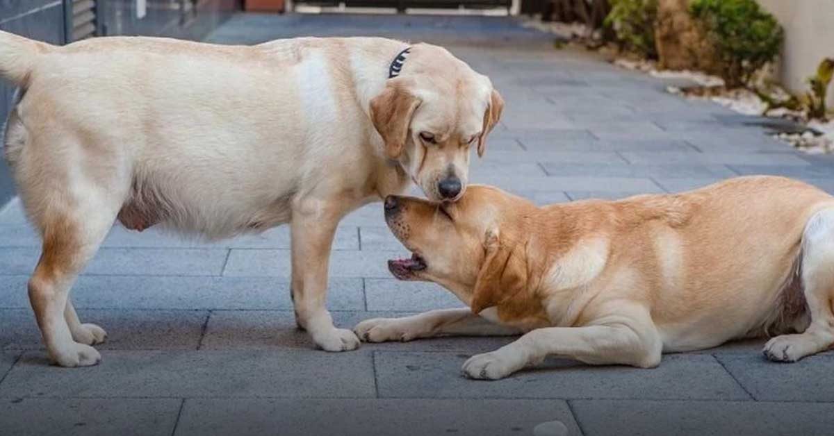 Có thể bé cún bị xảy thai trong quá khứ