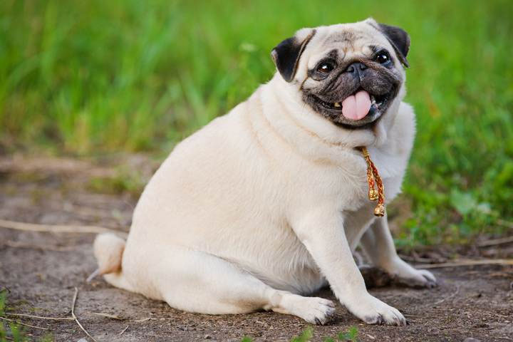 Hình ảnh chú bé Pug béo phì