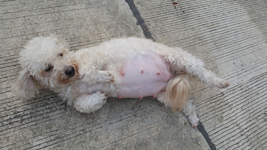 Một vài hiện tượng mai bầu giả ở chó