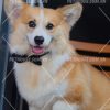 Corgi siêu phẩm