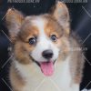 Chó Corgi đáng yêu