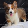 Chó Corgi đáng yêu