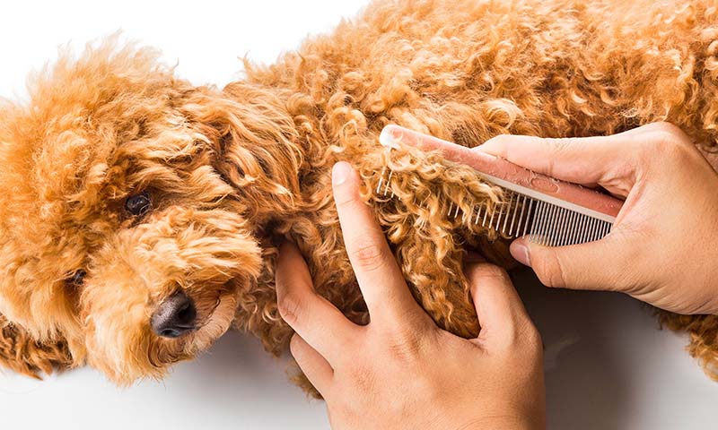 Vấn đề chó rụng lông là vấn đề muôn thuở