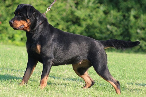 Chó Rottweiler vô cùng thông minh và dũng cảm