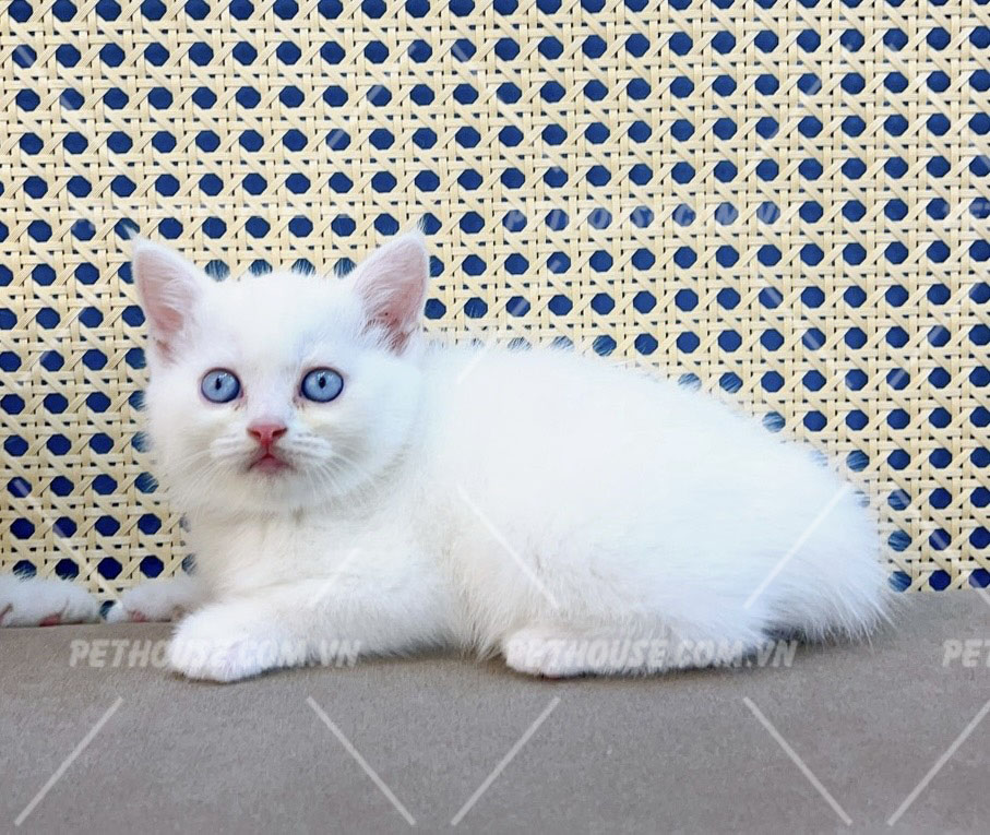 Mèo Anh lông ngắn mắt xanh