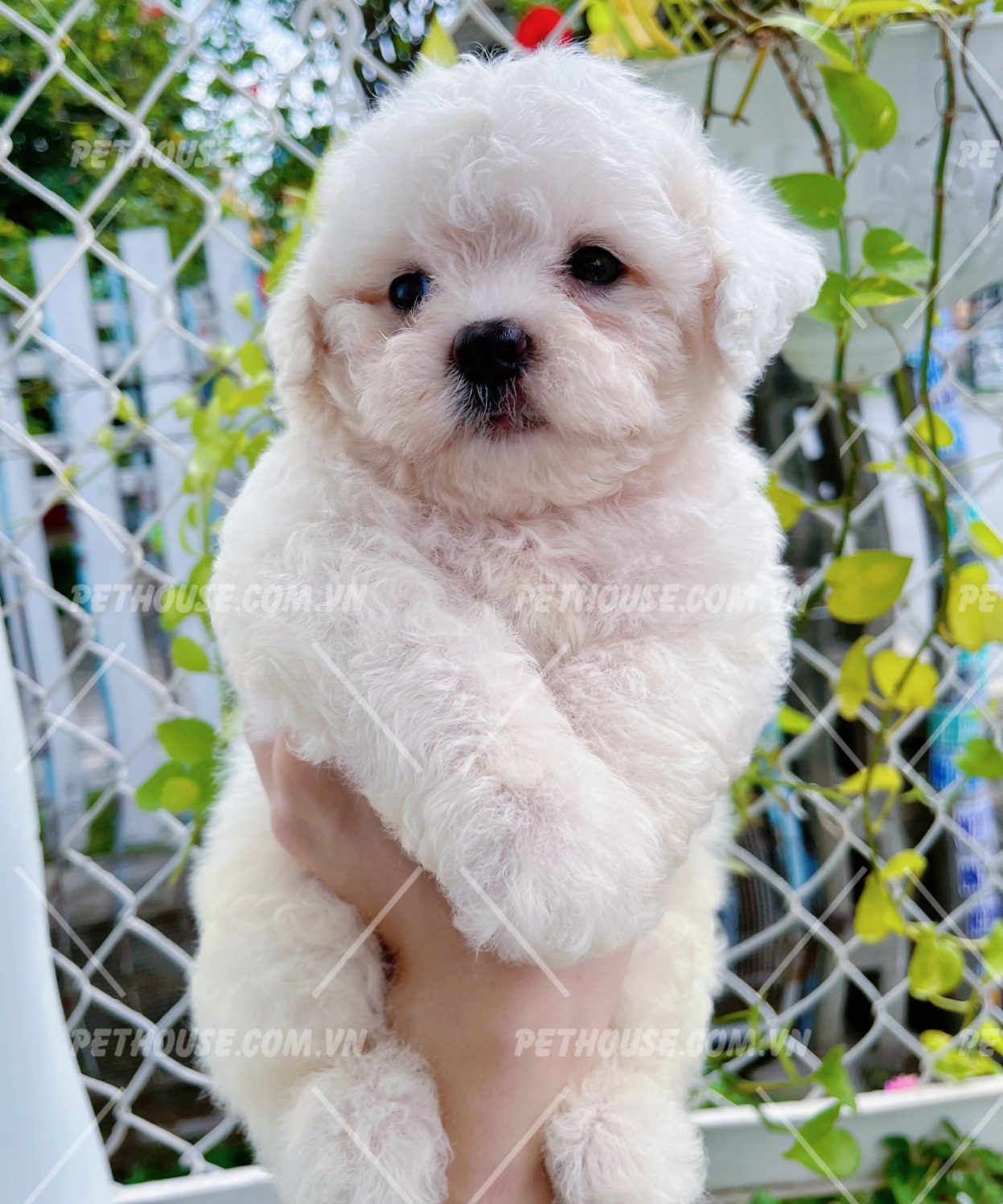 Poodle trắng ngây thơ
