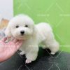 Poodle Tiny trắng siêu cute
