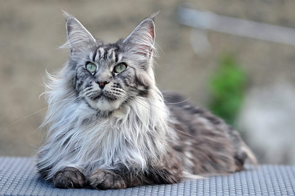 Hình ảnh giống mèo Maine Coon