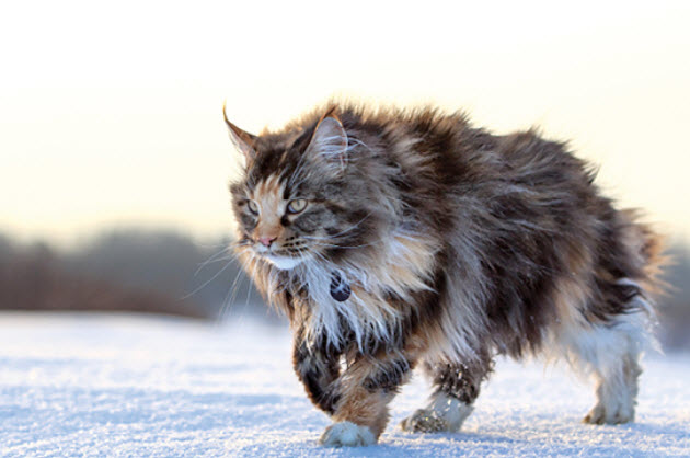 Mèo Maine Coon có bề ngoài rất kiêu sa