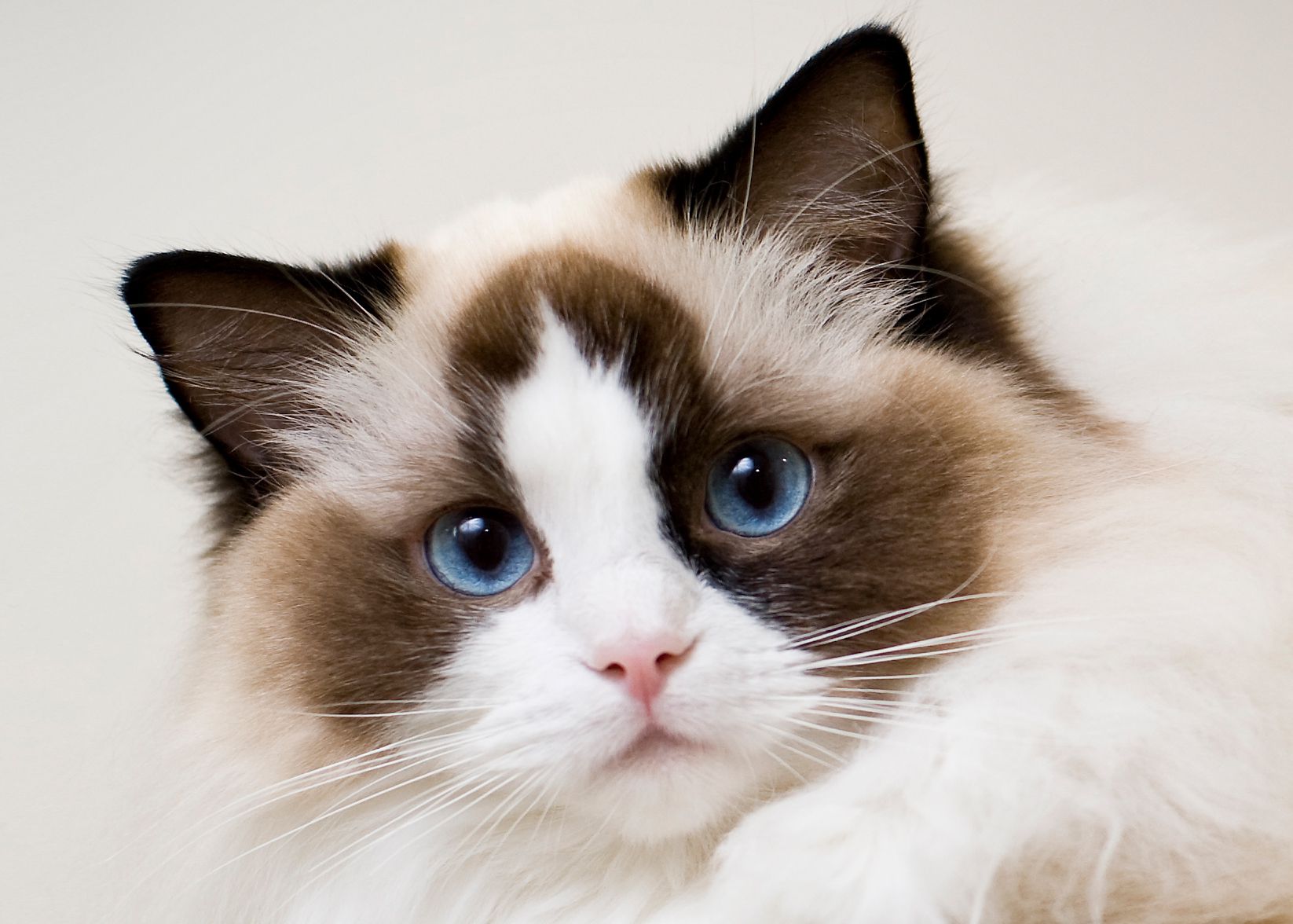 Mèo Ragdoll - giống mèo đáng yêu nhất thế giới - Pet House - Cửa hàng ...