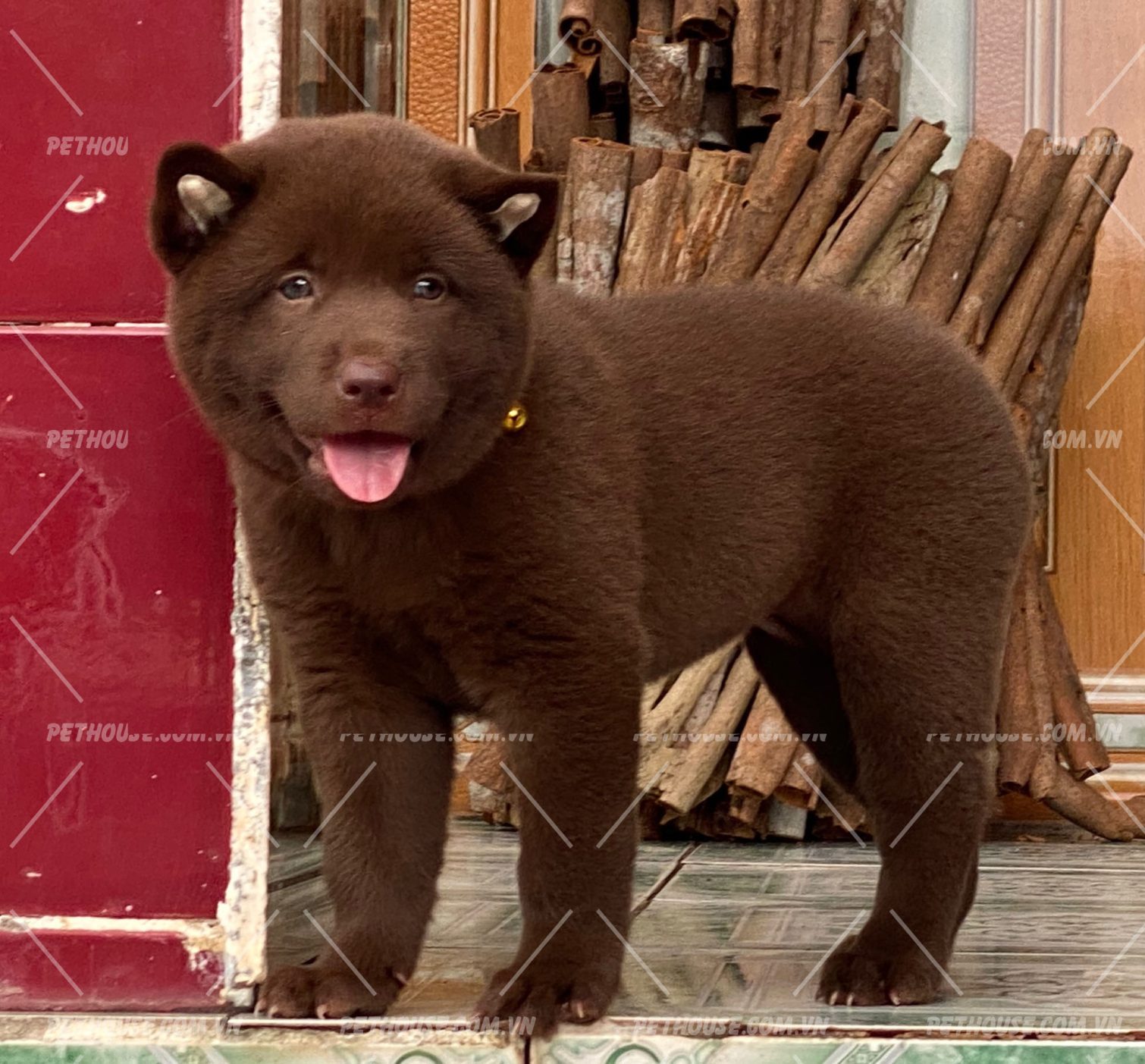 Mông Cộc cực chất tại Pet House