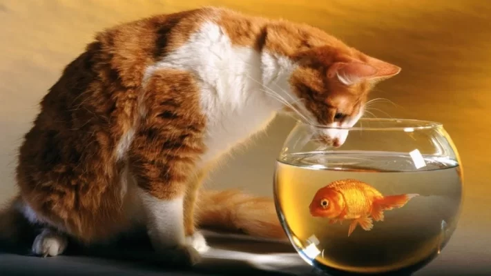 Hình ảnh minh họa mèo và cá là hai đối thủ của nhau