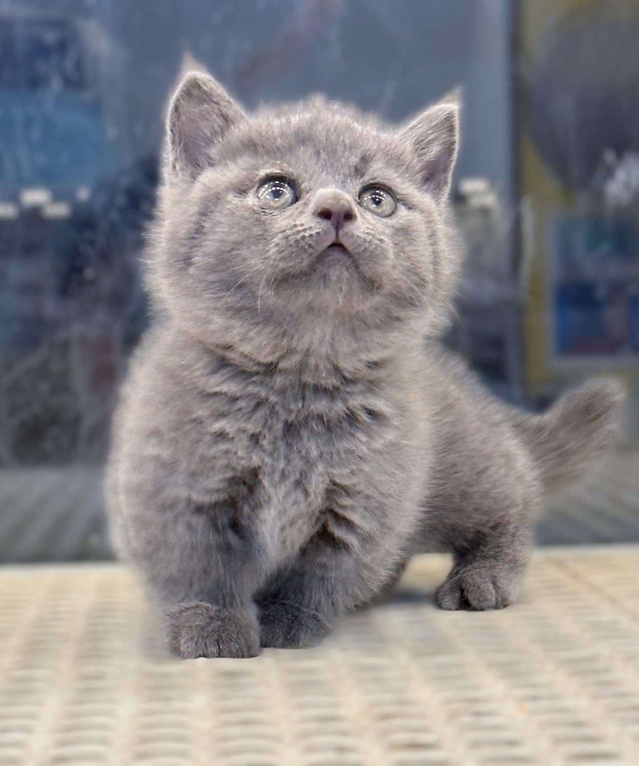 Mèo ALN xám xanh munchkin chân lùn mặt nọng bánh bao