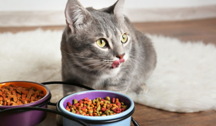 Hình ảnh minh họa việc thay đổi khẩu phần ăn của các bé mèo