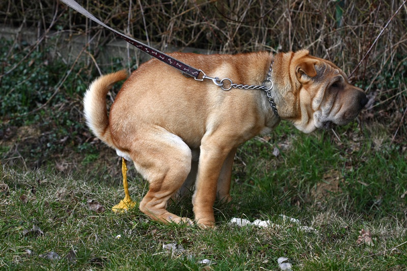 Hình ảnh chó ăn phân