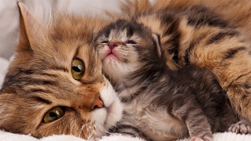 Bồi dưỡng cho mèo mẹ sau sinh là điều rất quan trọng