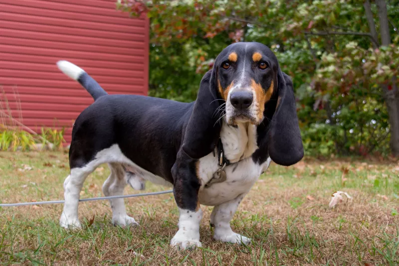 Chó Basset Hound có khả năng đánh mùi siêu đẳng