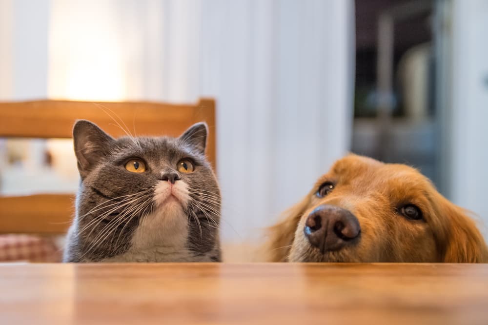 Làm hành động giống y hệt nhau.