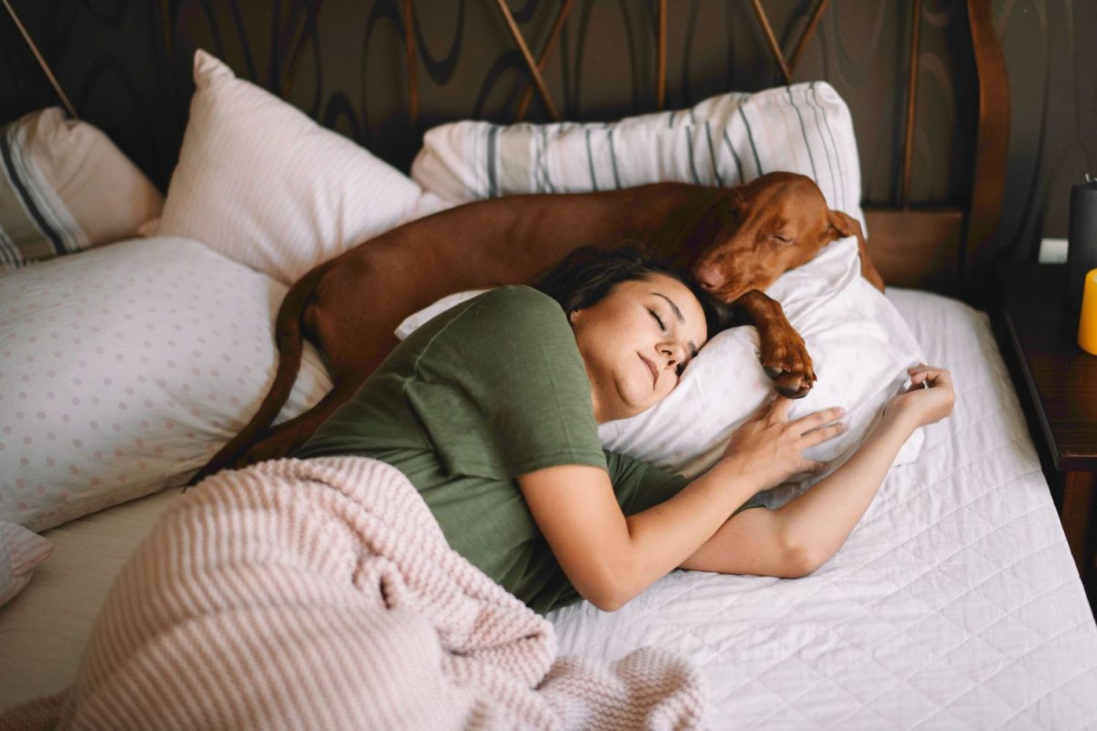 Chó sẽ luôn bên cạnh bảo vệ bạn.
