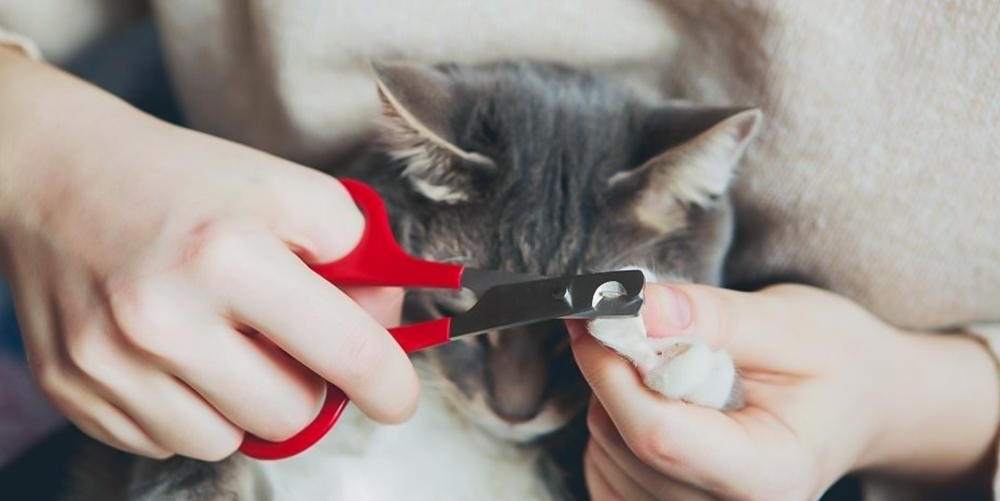 Cách để mèo nhà bạn ngoãn ngoãn khi cắt tỉa móng.