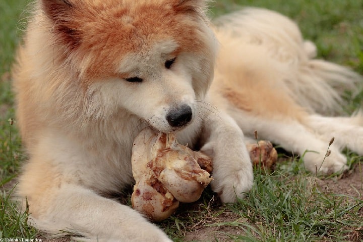 Những thực phẩm nên và không nên cho chó Akita ăn.