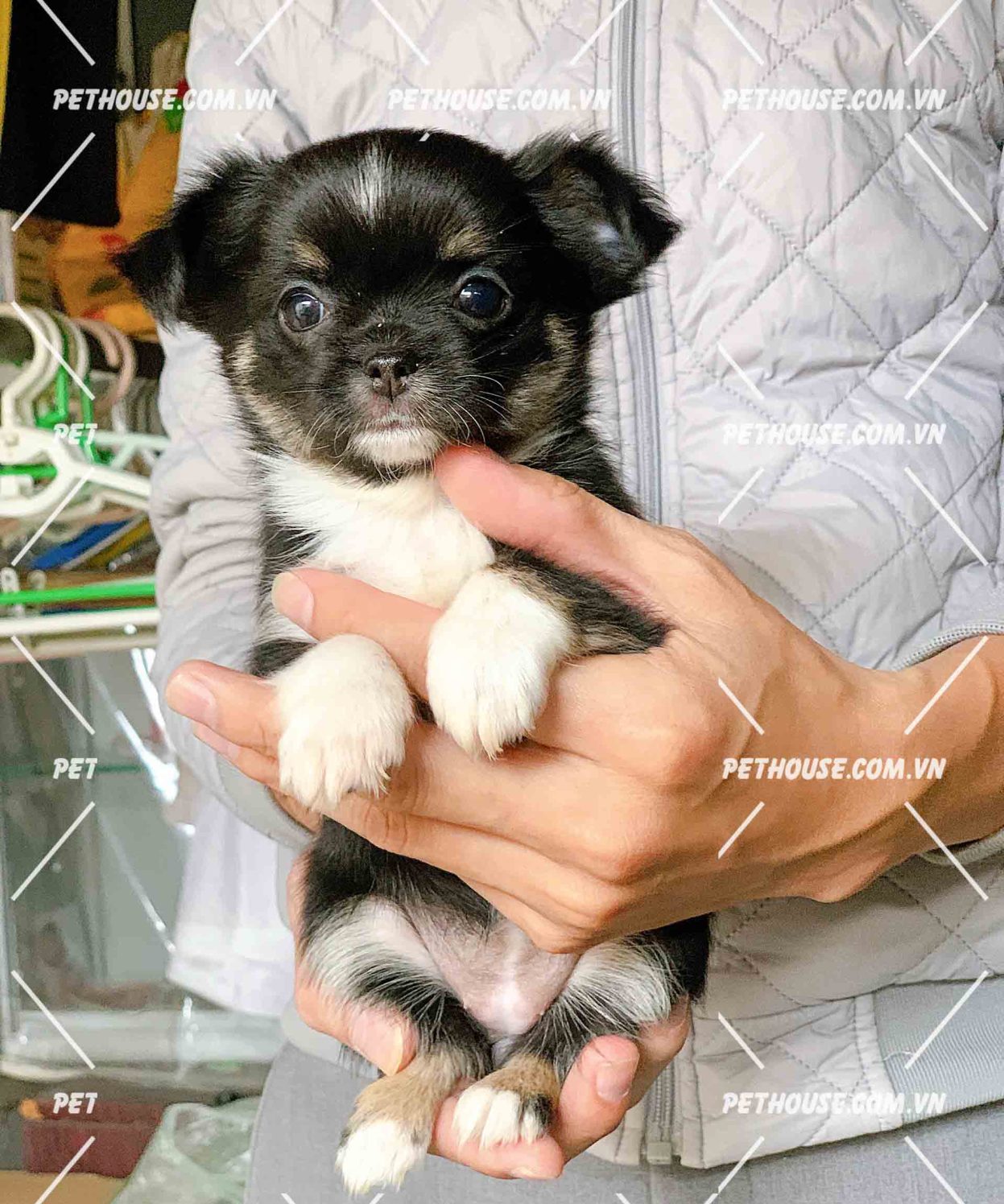 photochihuahua1501bosua