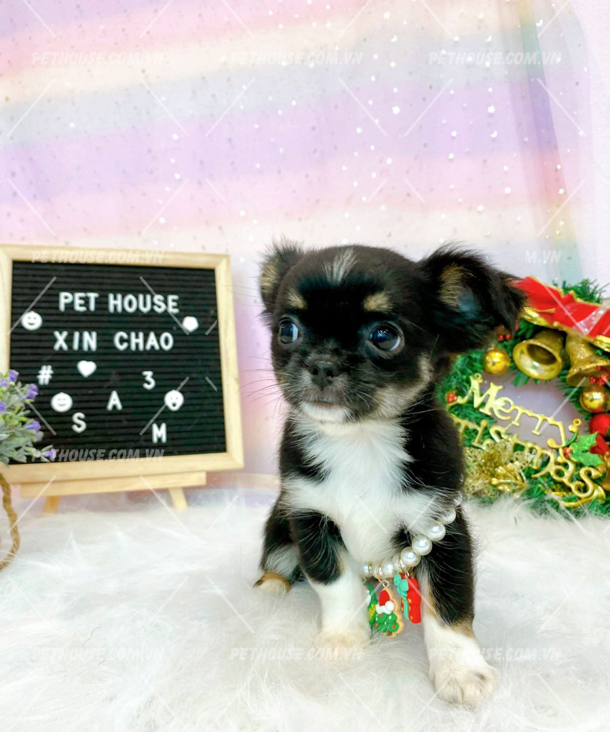 Chihuahua đáng yêu