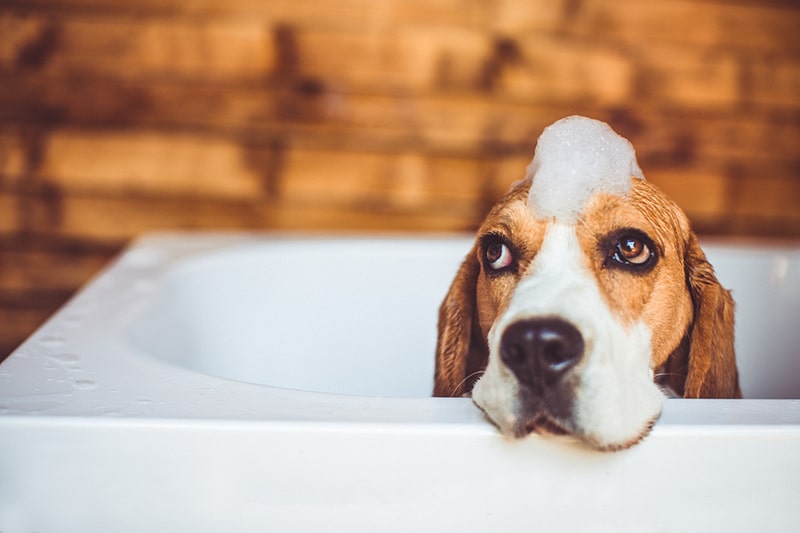  HÌnh ảnh minh họa bé cún Beagle tắm vào mùa đông