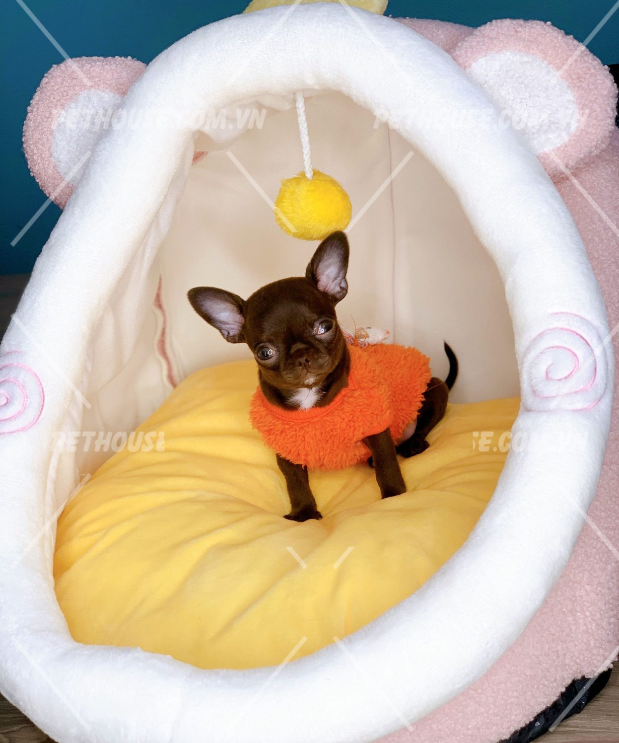 Chihuahua cute