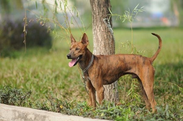 Hình ảnh chó Phú Quốc màu vện