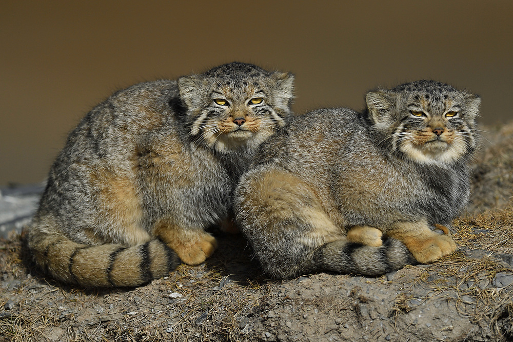 Manul mang nét đẹp của sự hoang dã và đi cùng với đó là một cơ thể rất rắn chắc