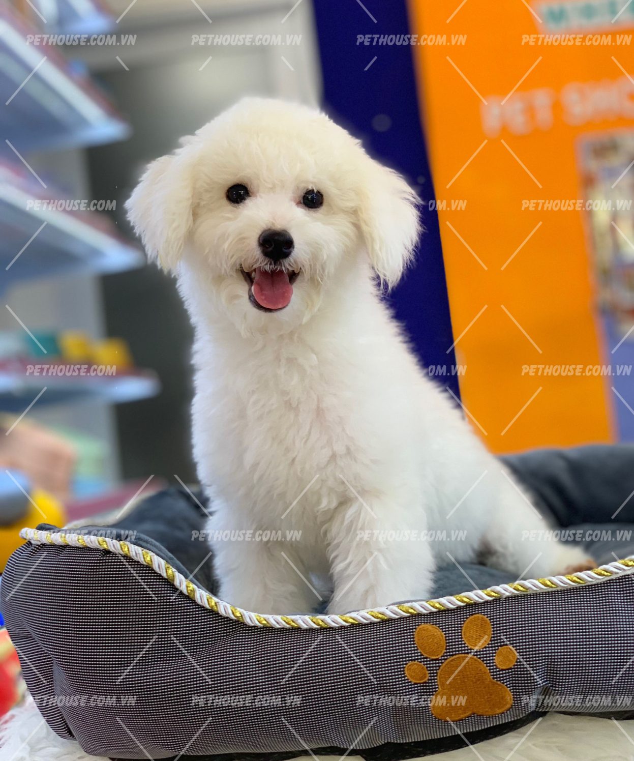 Bé Poodle cực xinh