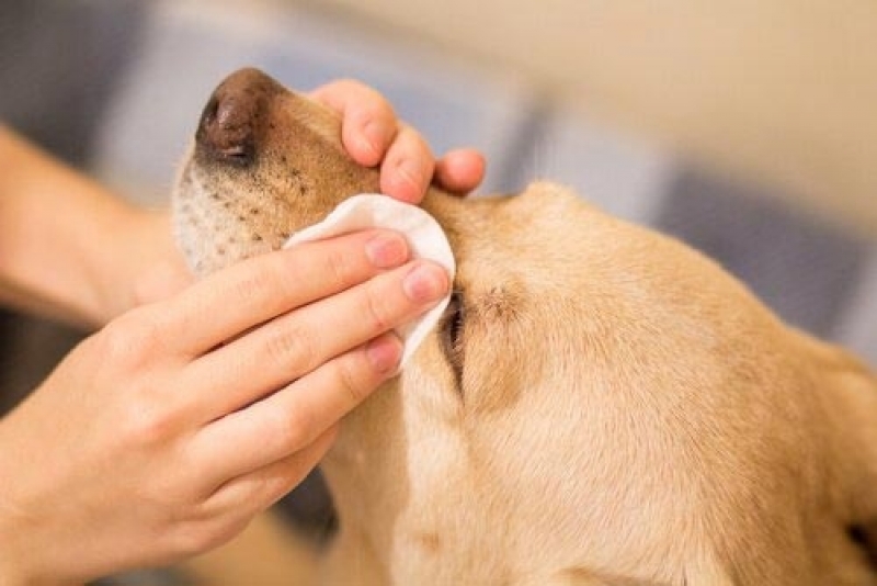 Vệ sinh mắt cún thường xuyên để hạn chế các bệnh liên quan tới mắt