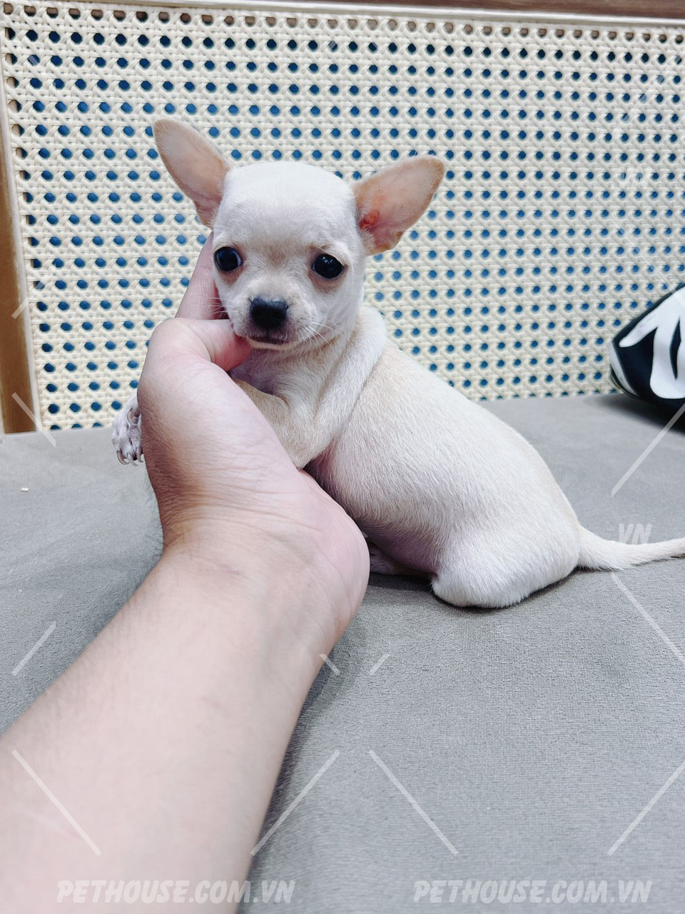 Bé Chihuahua tí hon