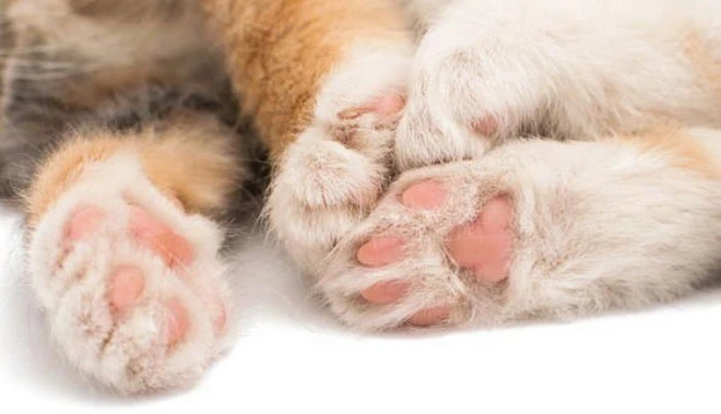 Đệm chân của mèo khác hoàn toàn so với chó